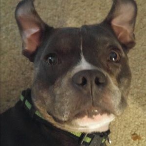 Meet your Posher, Julie